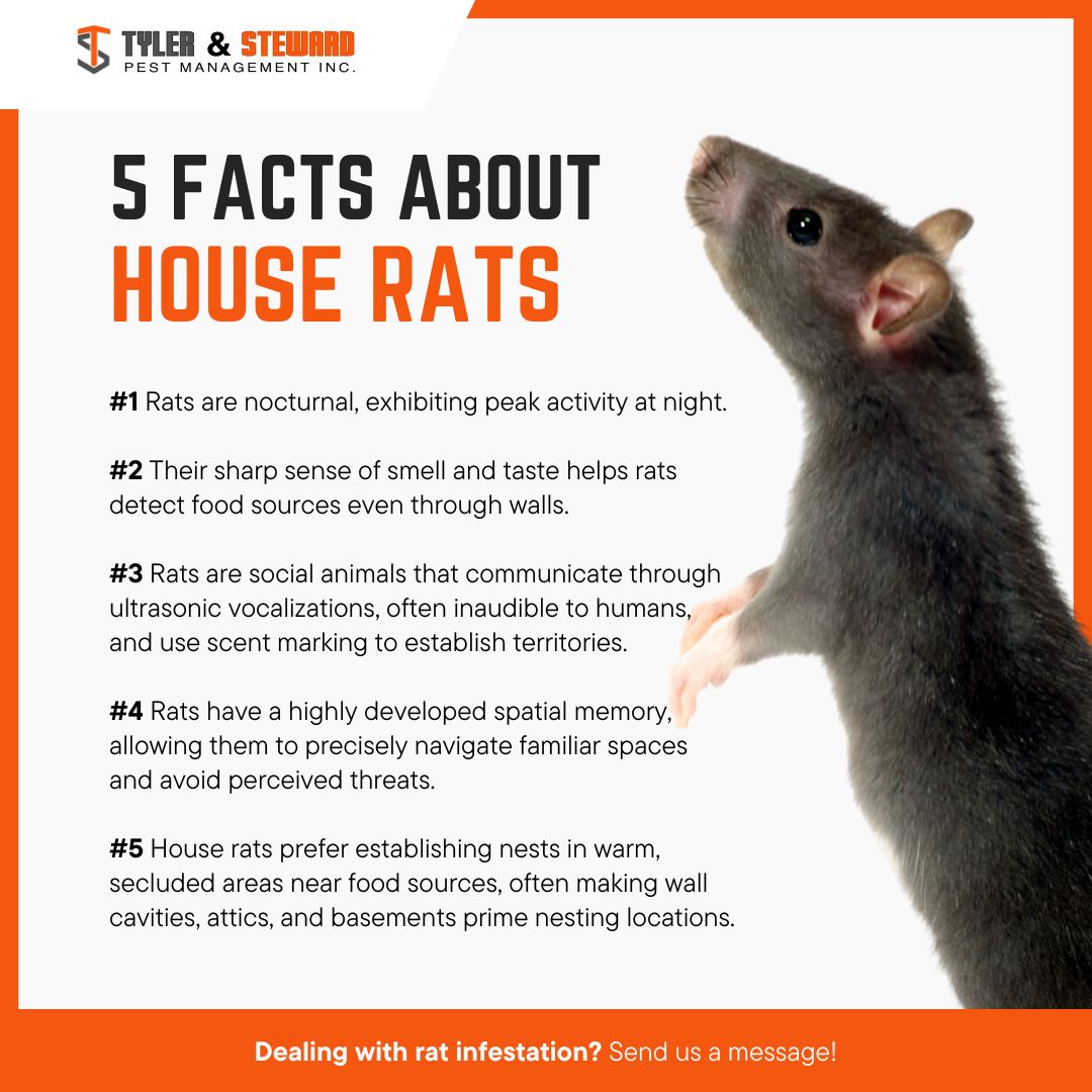 Tyler and Steward Pest Management Inc. - 🐁🐀 Rats are more than just ...