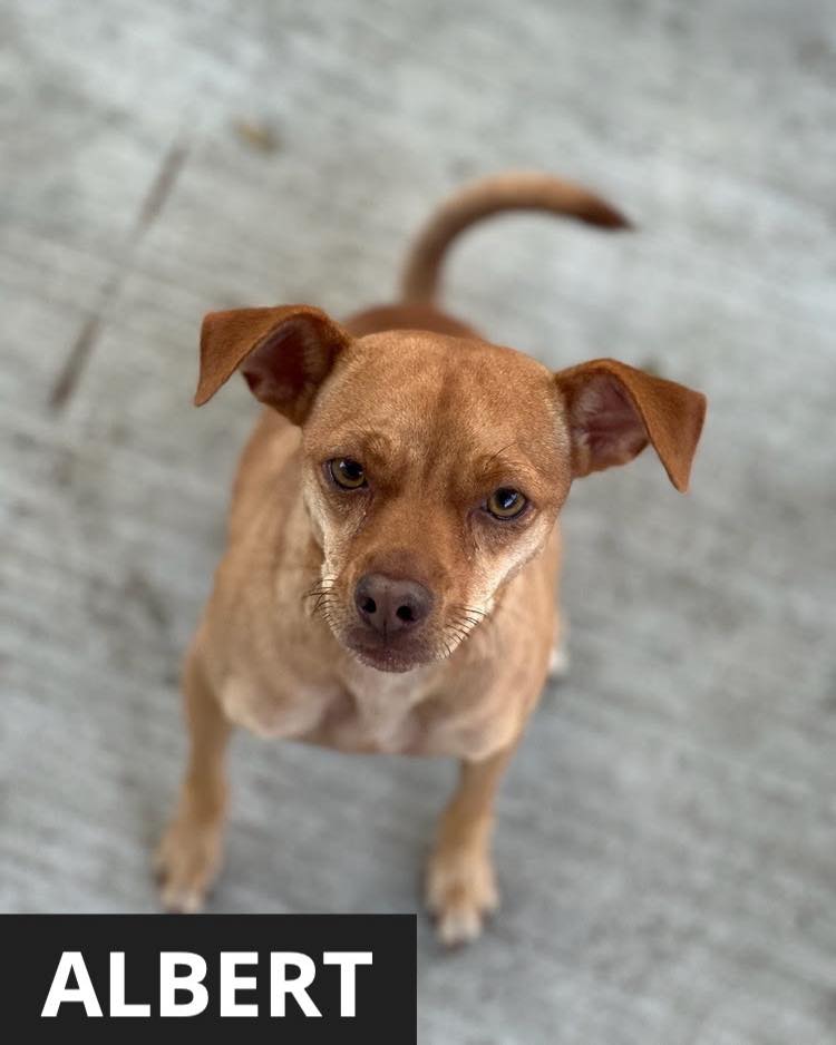 Sandy - ⭐️ We have so many new dogs arriving in the next few weeks! ⭐️ ...