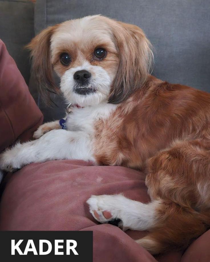 Sandy - ⭐️ We have so many new dogs arriving in the next few weeks! ⭐️ ...