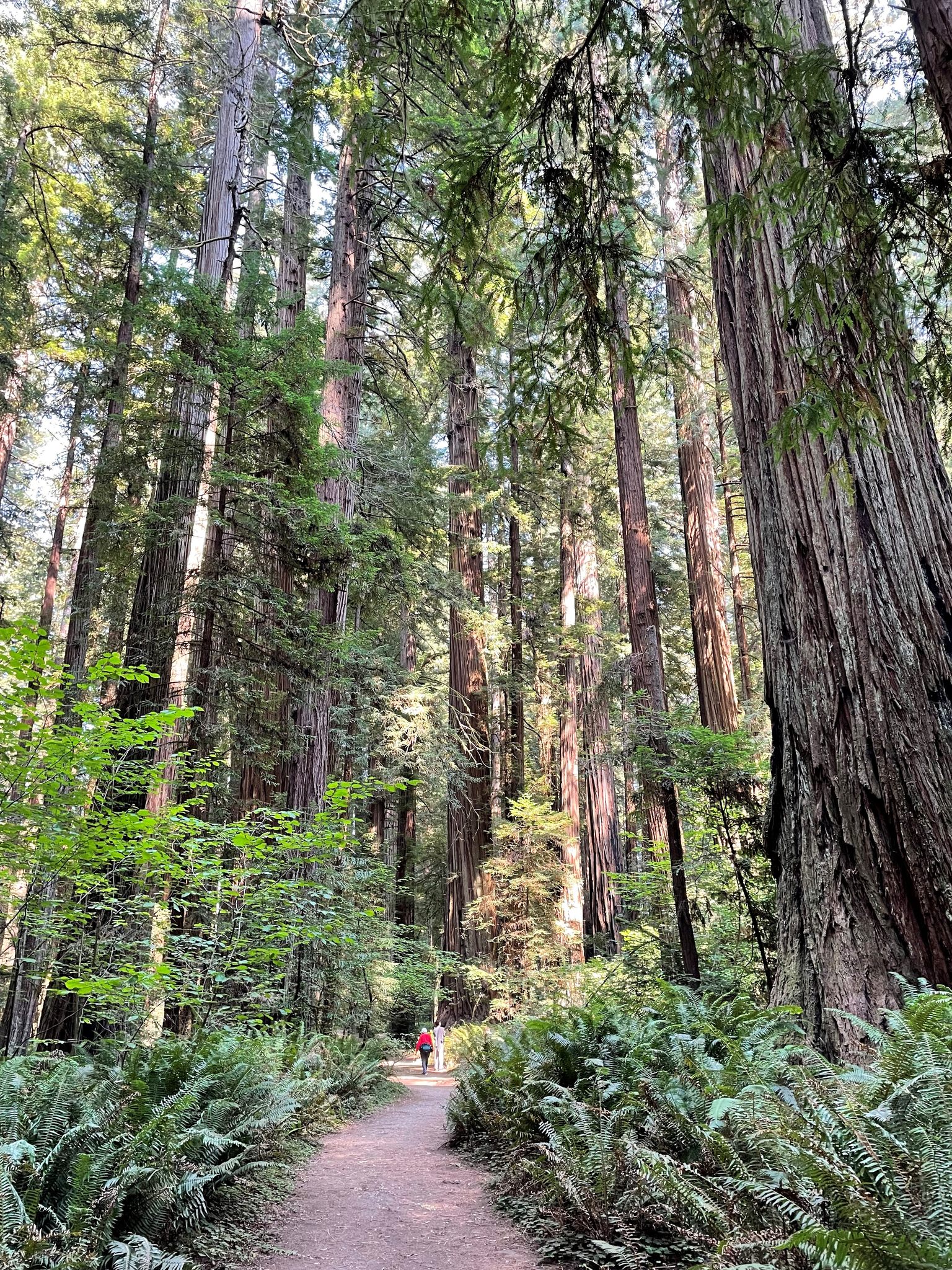 Timberline - The tallest tree 🌳in the world is a coast redwood named ...