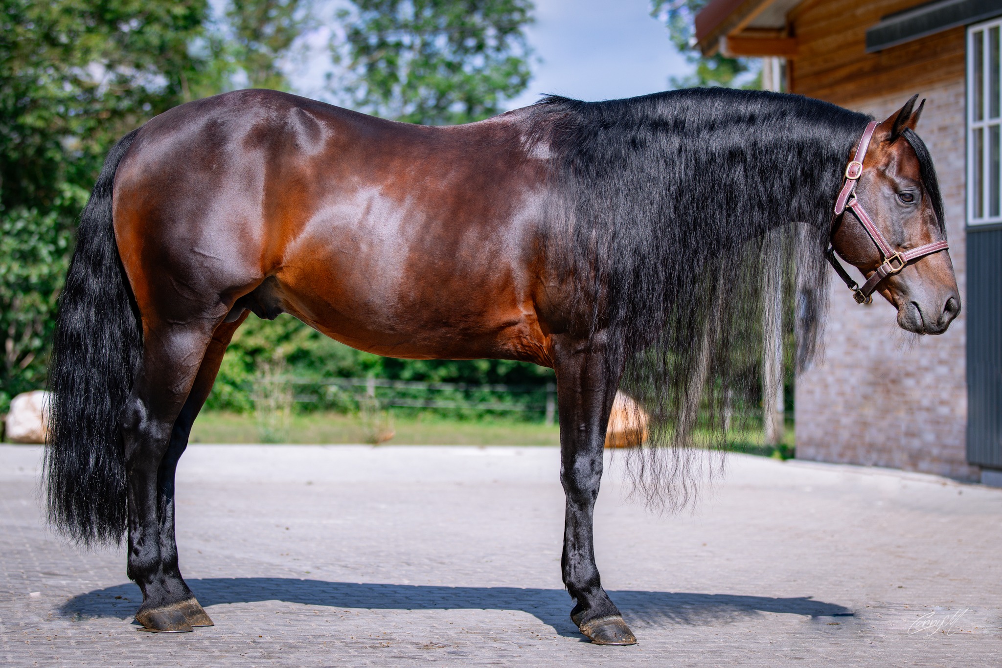Hammerhof - ️ Hammerhof Stallion Roster 2025 ️ MERCEDES ROOSTER 2012 ...