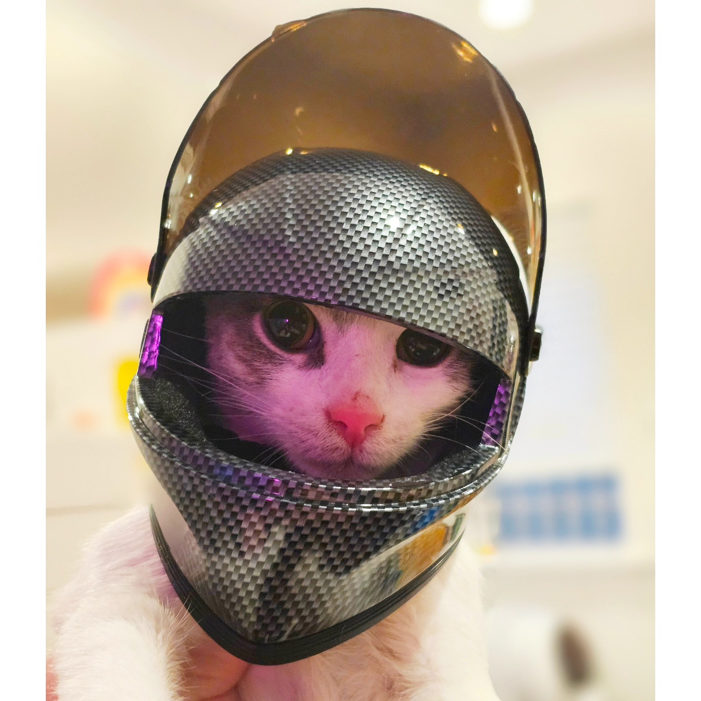 bike helmets for cats Cat Helmet Full Face Motorcycle Helmet Outdoor Motorcycle Riding Helmet Hat Cat Dog Doggie Puppy Kitten Helmet (Black) : Automotive So Adorable Find the Best Dog Backpack: