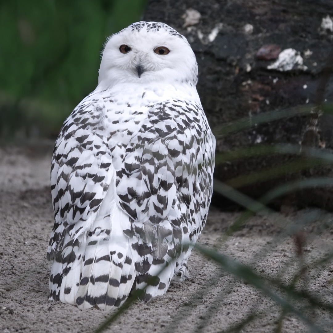 Wusstet ihr, dass die Schnee-Eule eng mit dem Uhu verwandt ist? 🦉 Die Schnee-Eule gehört zur Gattung der Uhus und wird mit einer Körpergröße von 63 cm auch beinahe so groß wie