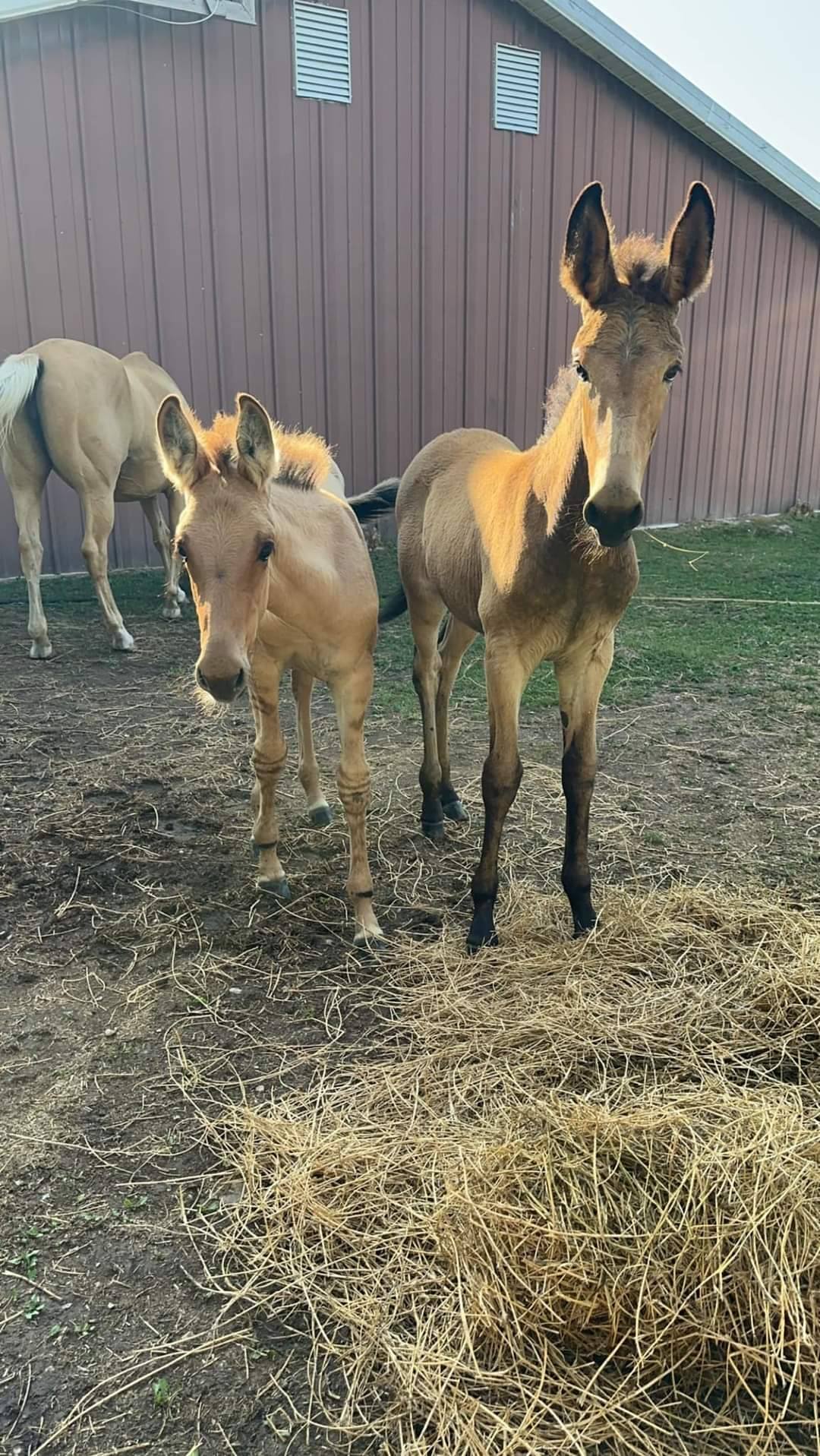 Revolution Ranch LLC | Milltown WI