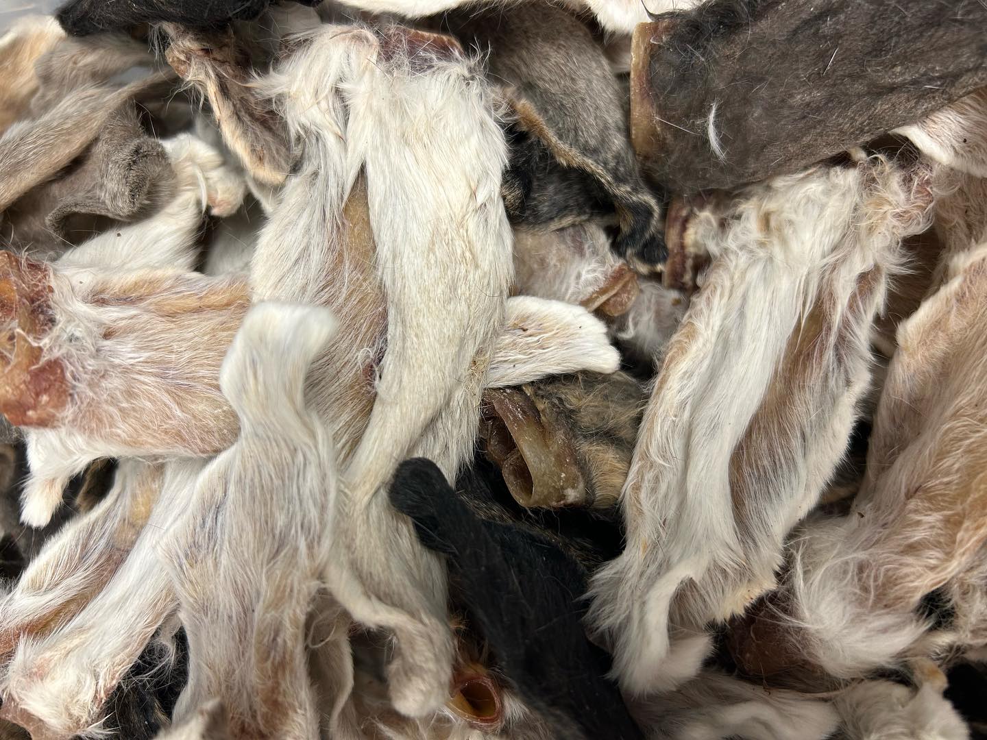 The Raw Company - 🐇 The elusive rabbit ears are BACK IN... | Facebook