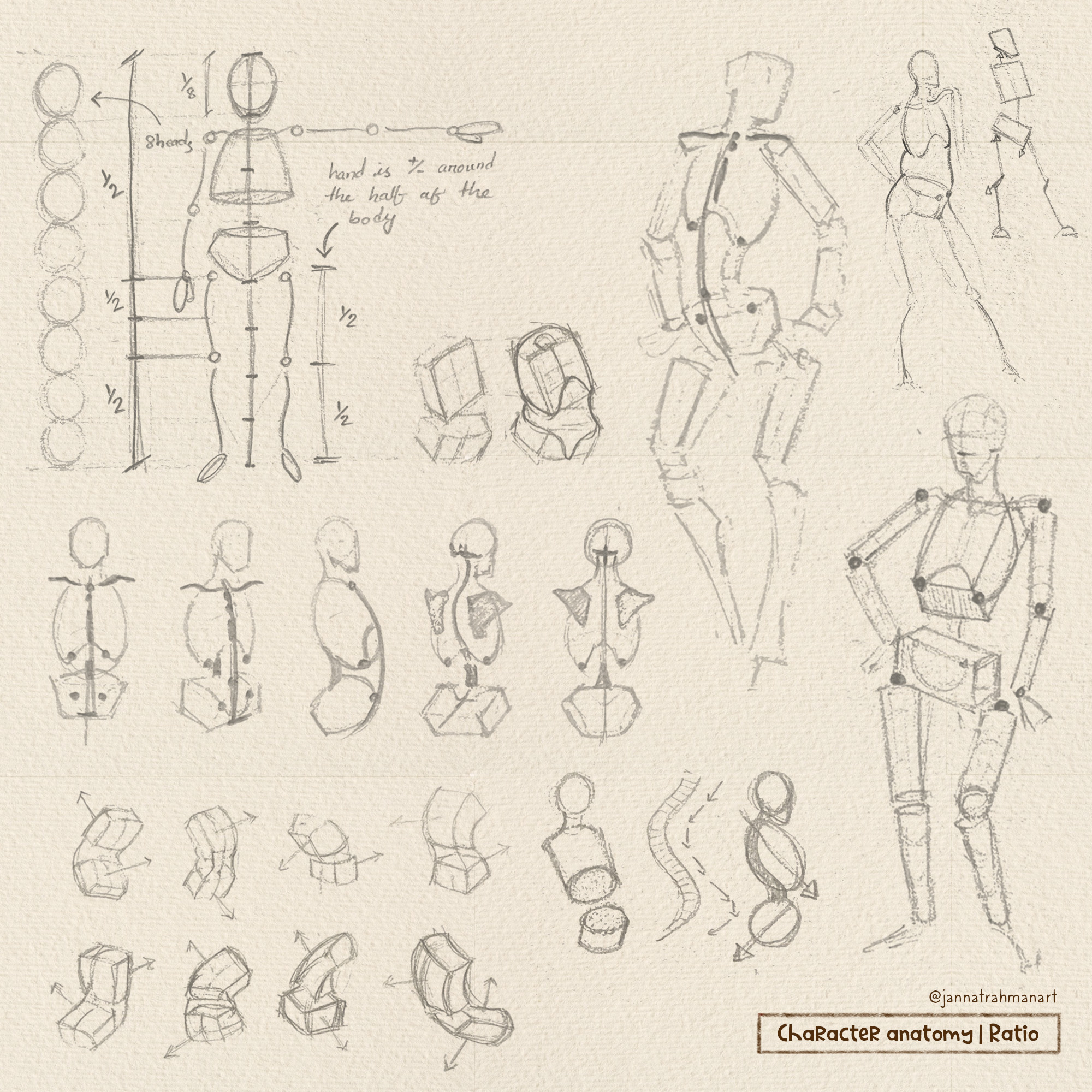 The whimsical - Step 03 Character Anatomy | Ratio What is Anatomy Ratio ...