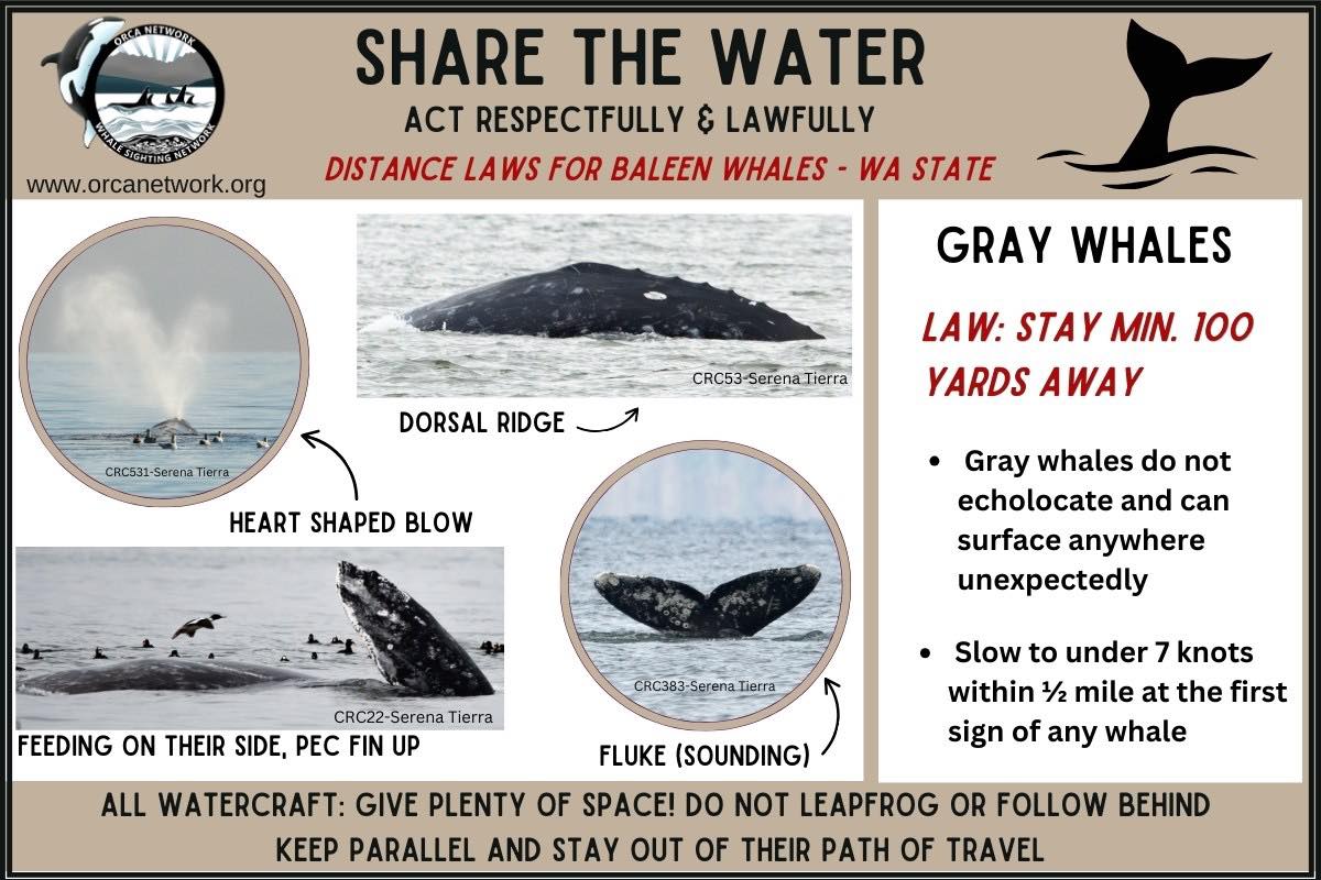 Orca Network - 🤎A Gray whale has been spotted in Admiralty... | Facebook