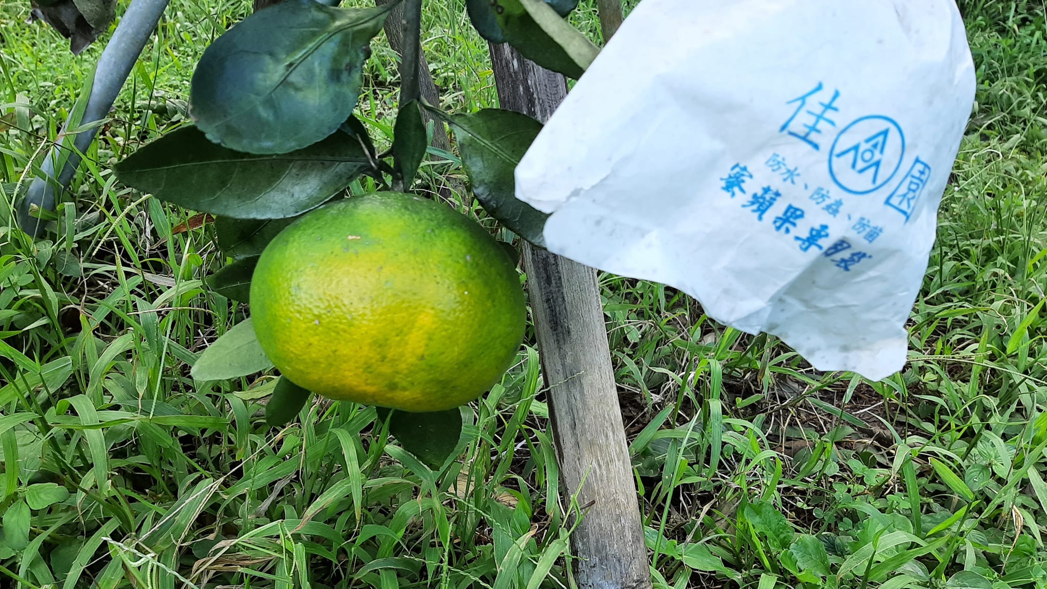 白福農場