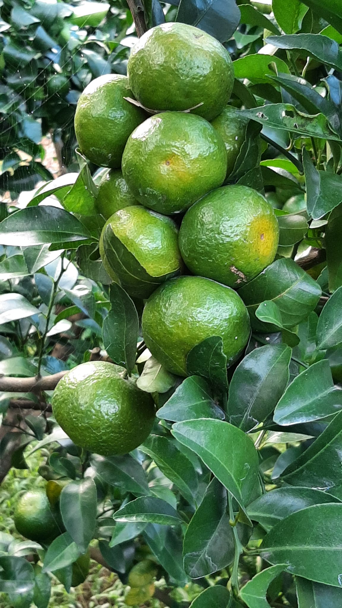 白福農場