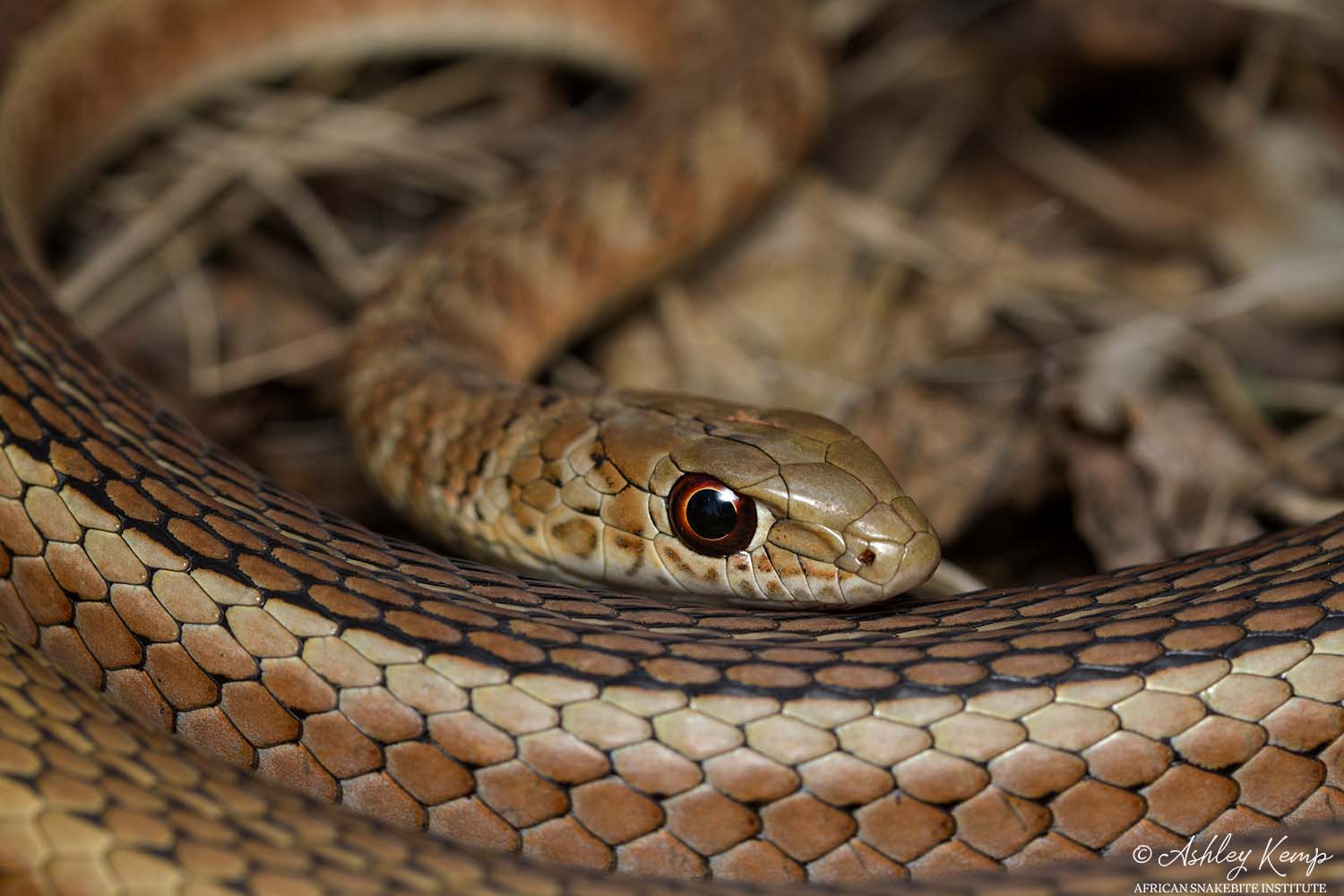 African Snakebite Institute - Short-snouted Grass Snake (Psammophis ...