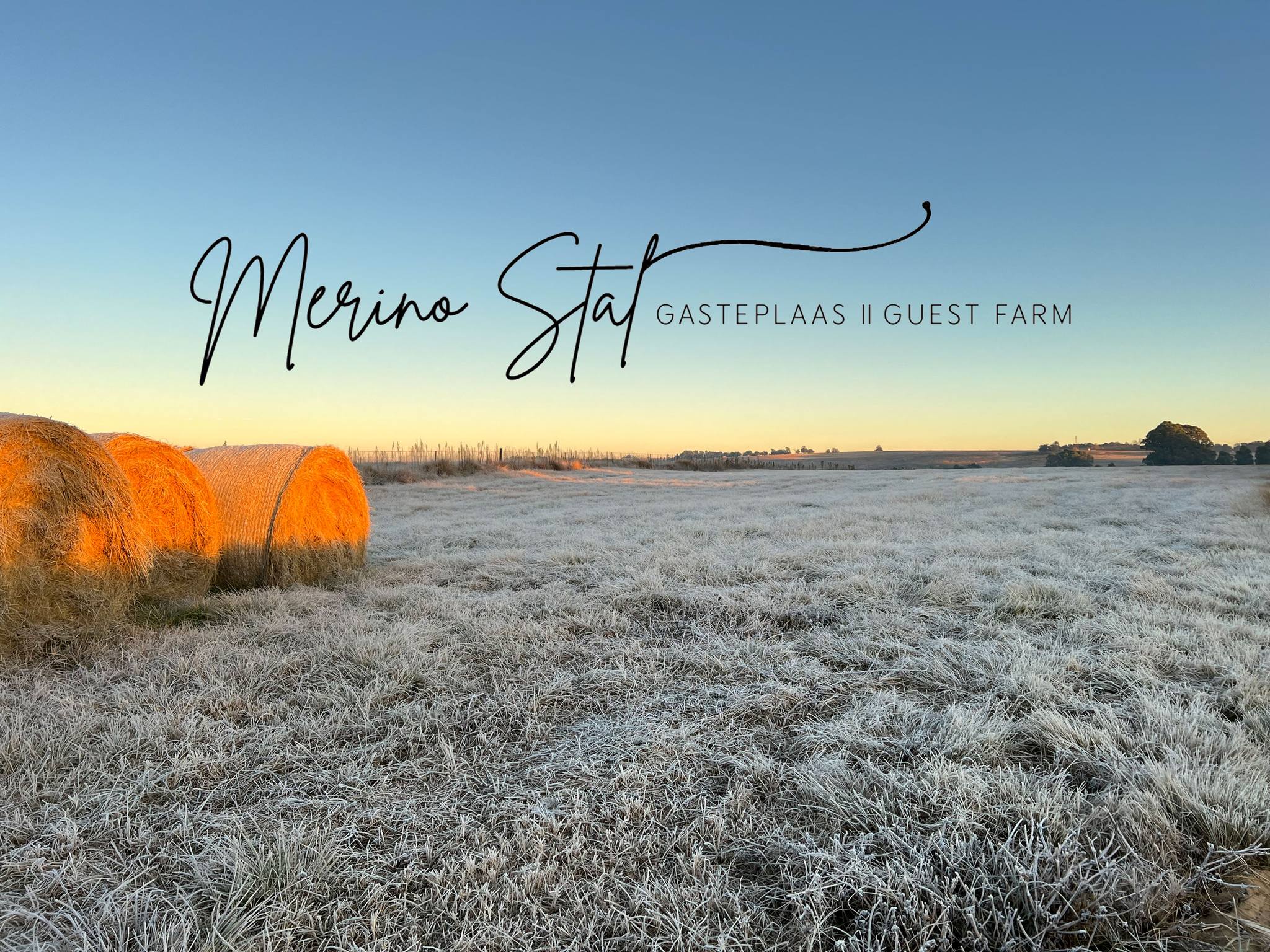 merino-stal-guest-farm