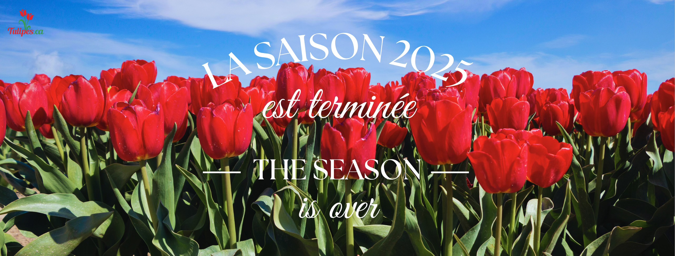 Tulipes.ca - La saison 2025 est officiellement... | Facebook