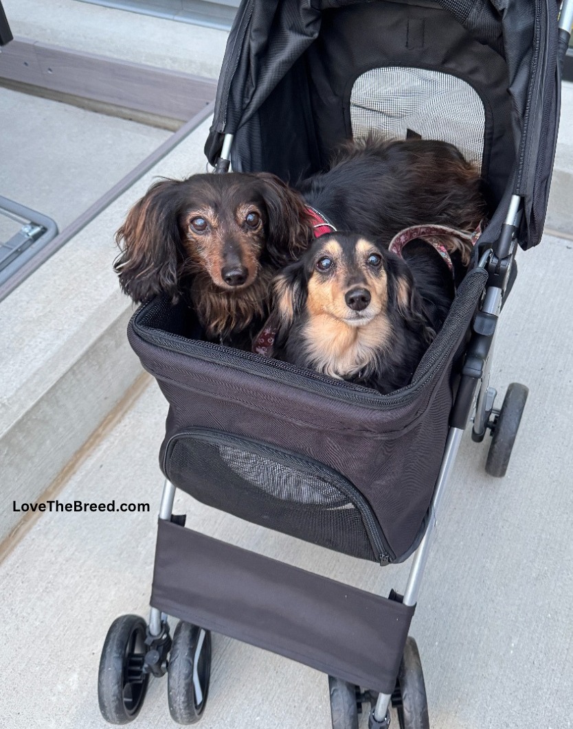 2021 nuna stroller TRIV lx Mid-Size the self Size:Box of 3-#1#3#5 Evenflo Advanced Breast Milk FC001