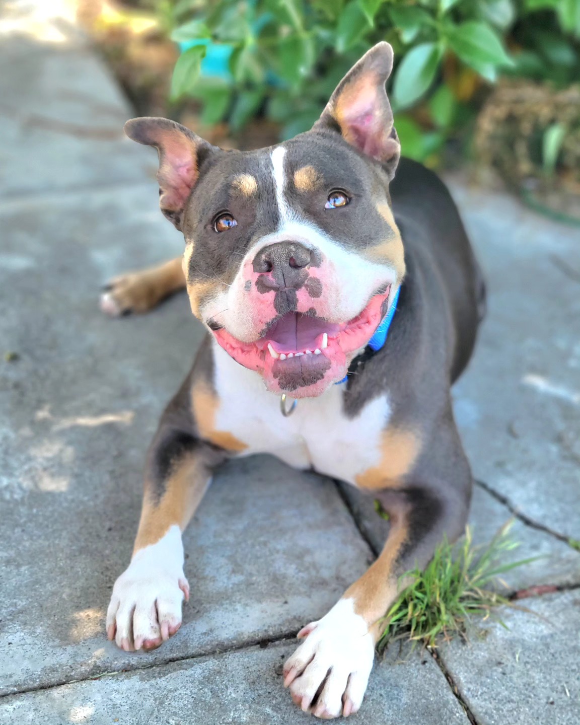 Beyond - Meet Baru! This incredibly cute, wiggly, and young bulldog ...
