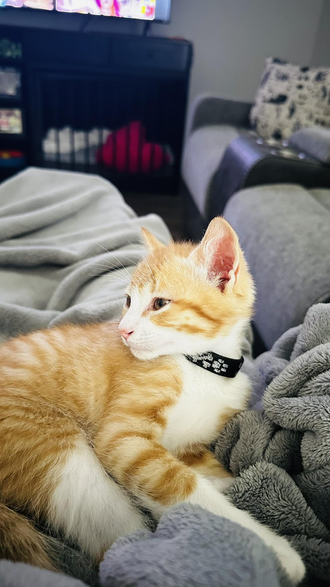 Hi, I'm new to the group. This is Finn, our 5-month-old orange cat