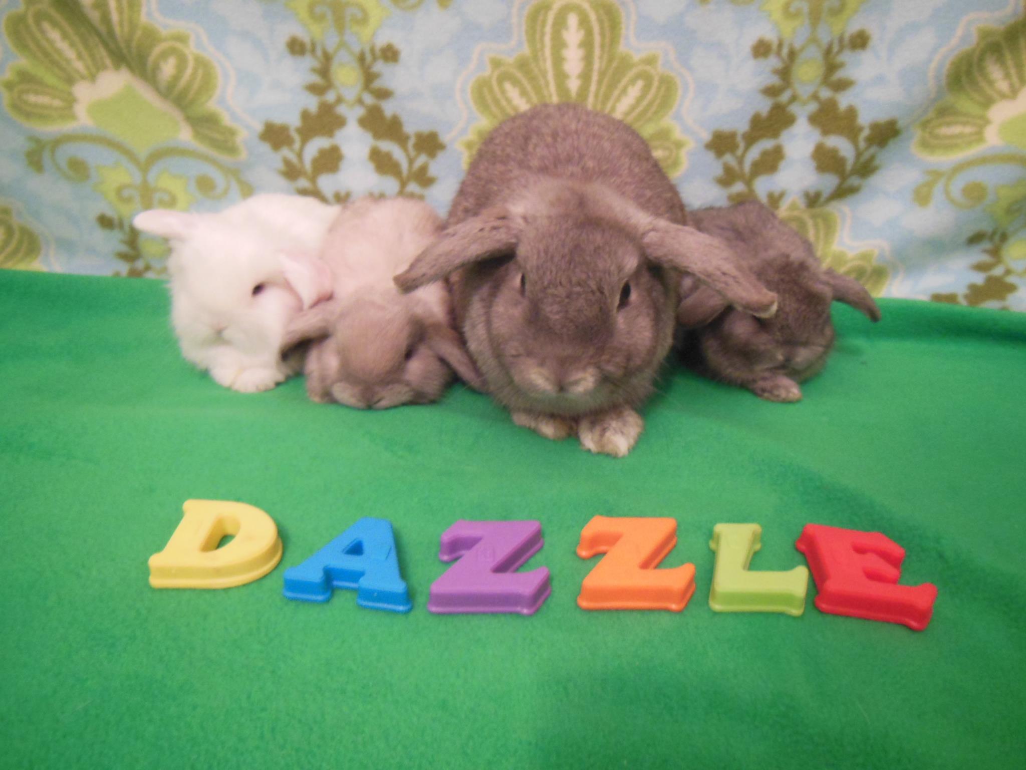 Dazzle would like to introduce her... - The Rabbit Haven