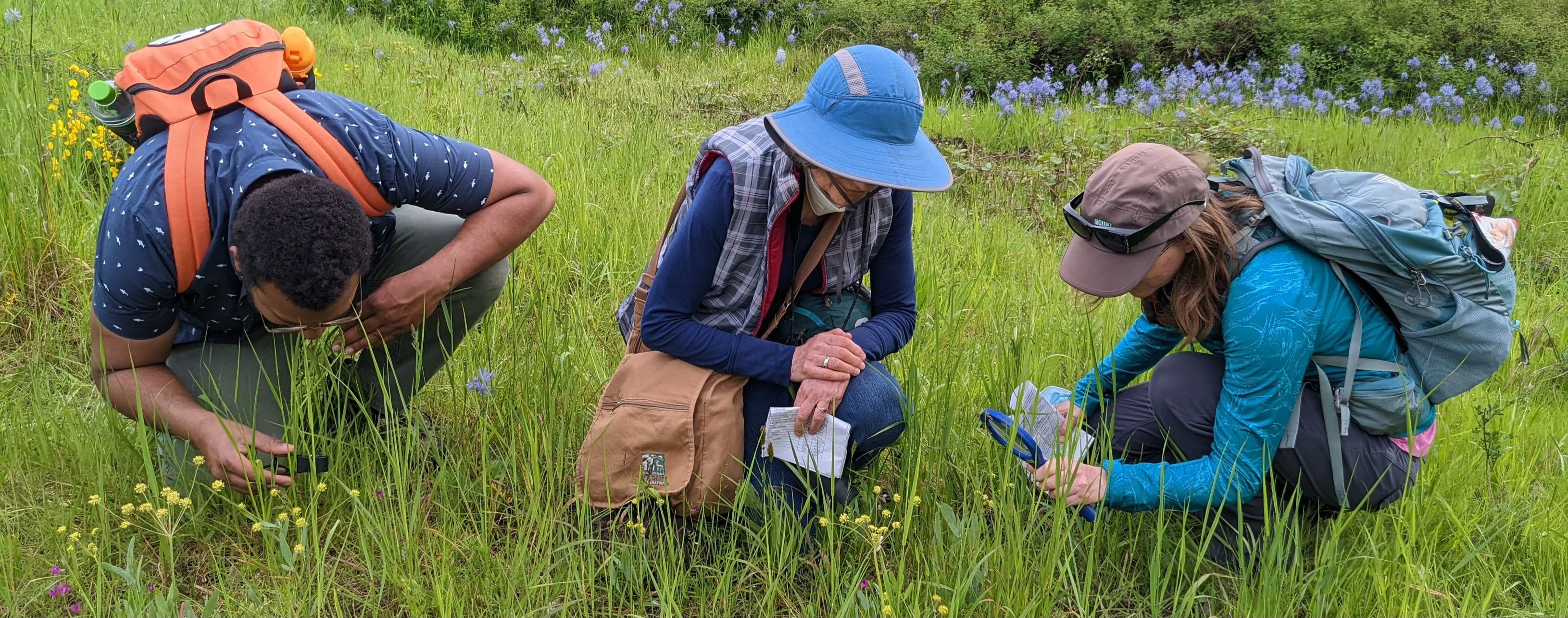 Olympia - Some winter opportunities with Native Plant Salvage https ...