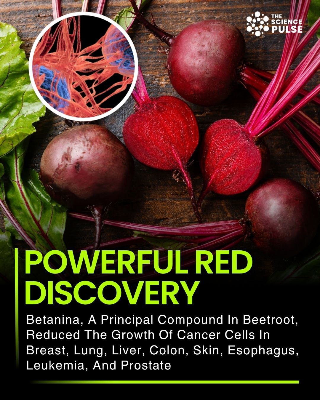 beetroot contains glutathione is gaining attention in the scientific world for more than its vibrant color. Researchers have been studying betanin, one of the main natural compounds found in beetroot, and laboratory findings suggest truemed-eligible-subscription