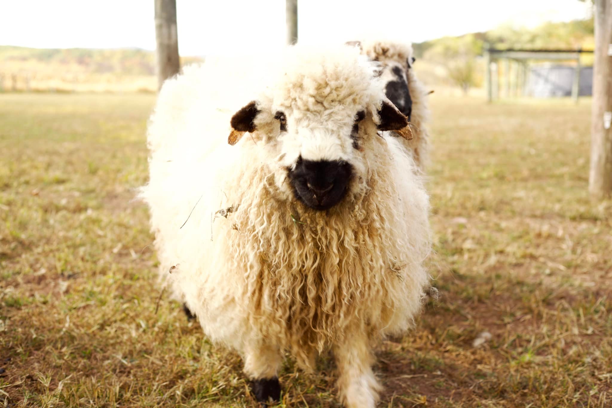 November Farms | East Greenville PA