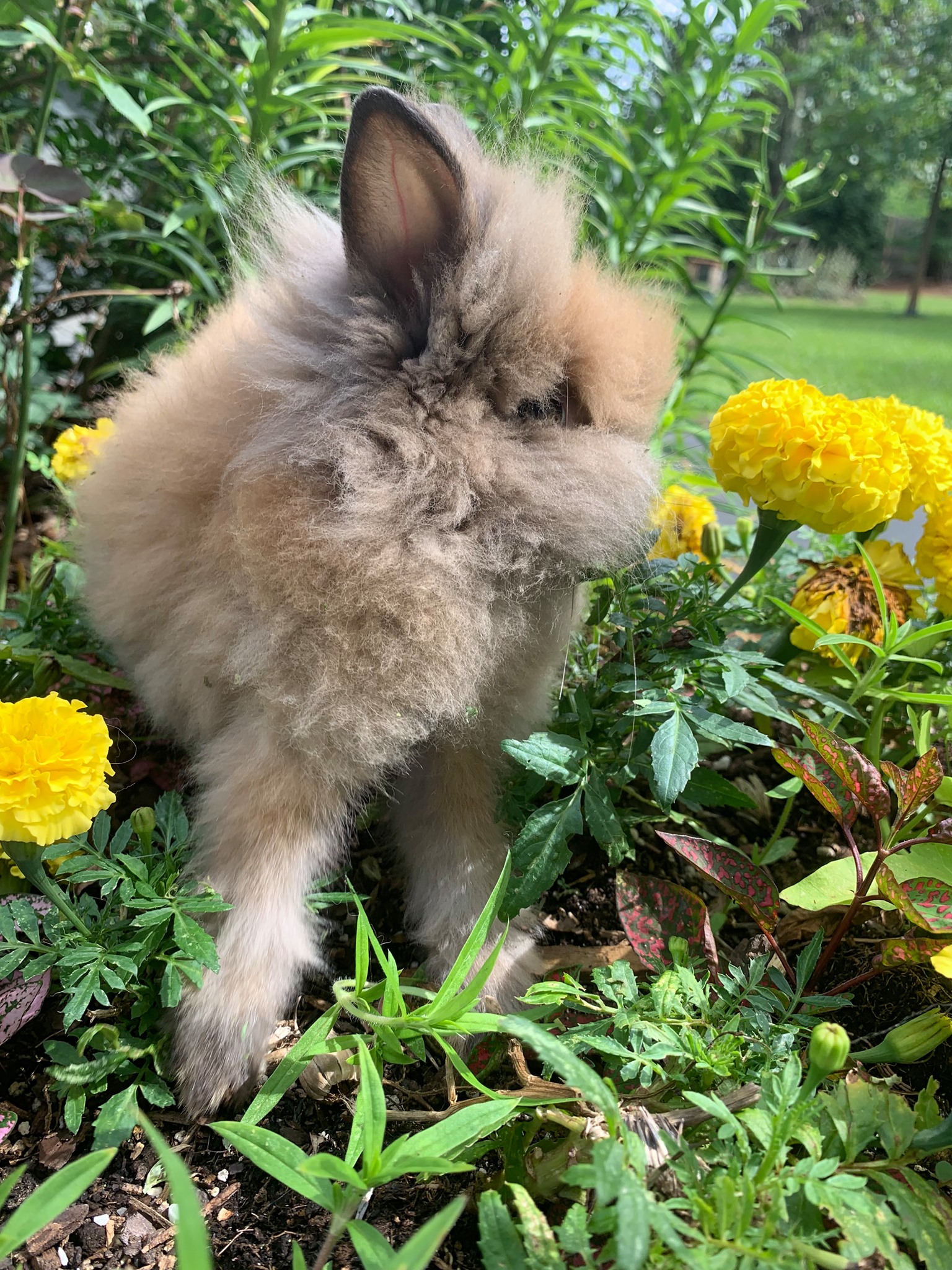 Babbitty Rabbitry | Cameron NC