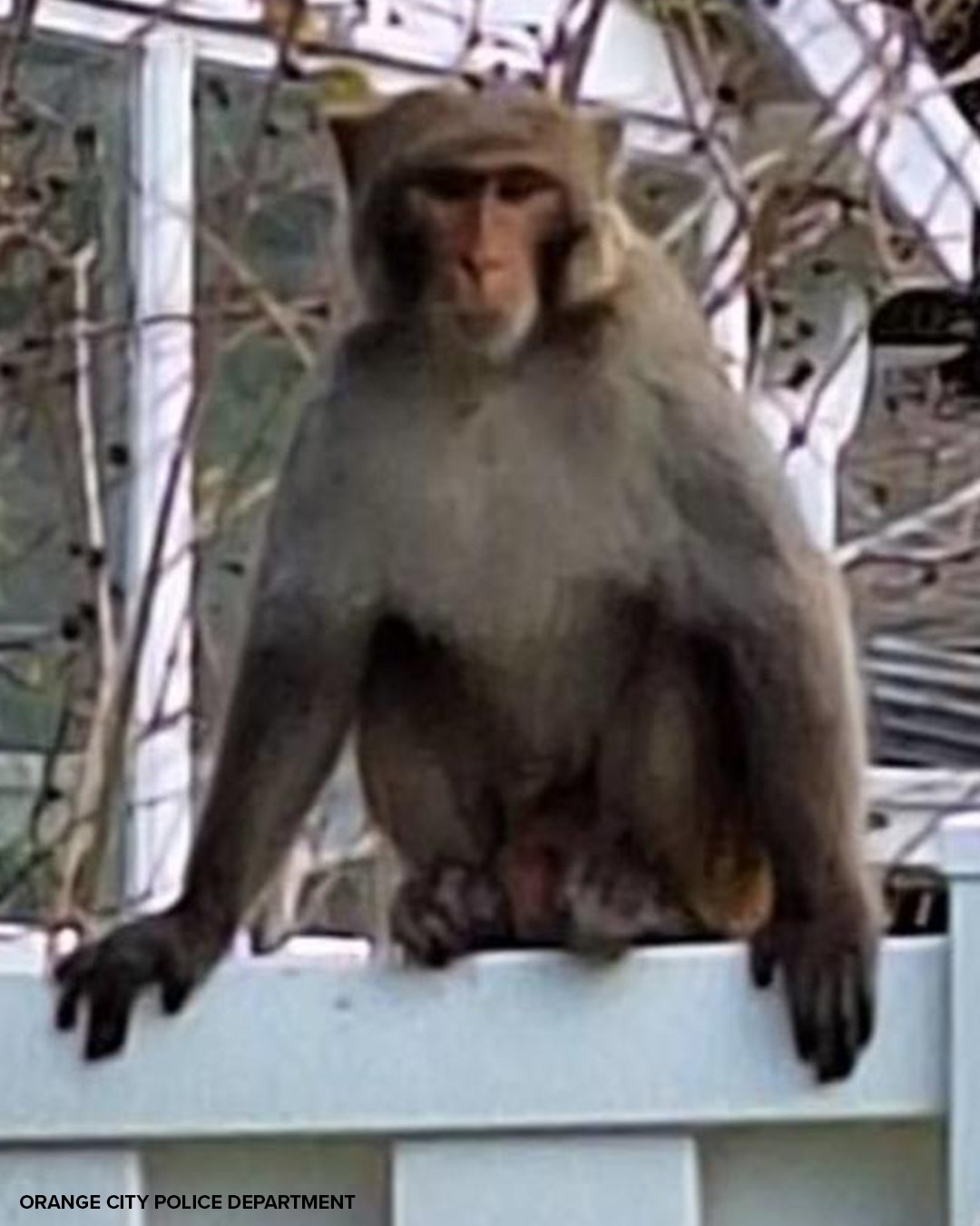 10 Tampa Bay - Monkey see, monkey don't: Police send memo after ...