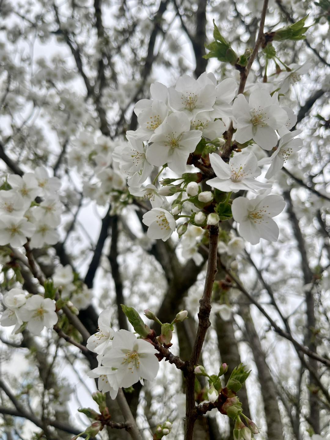 Blossoms of the White Night day ✨