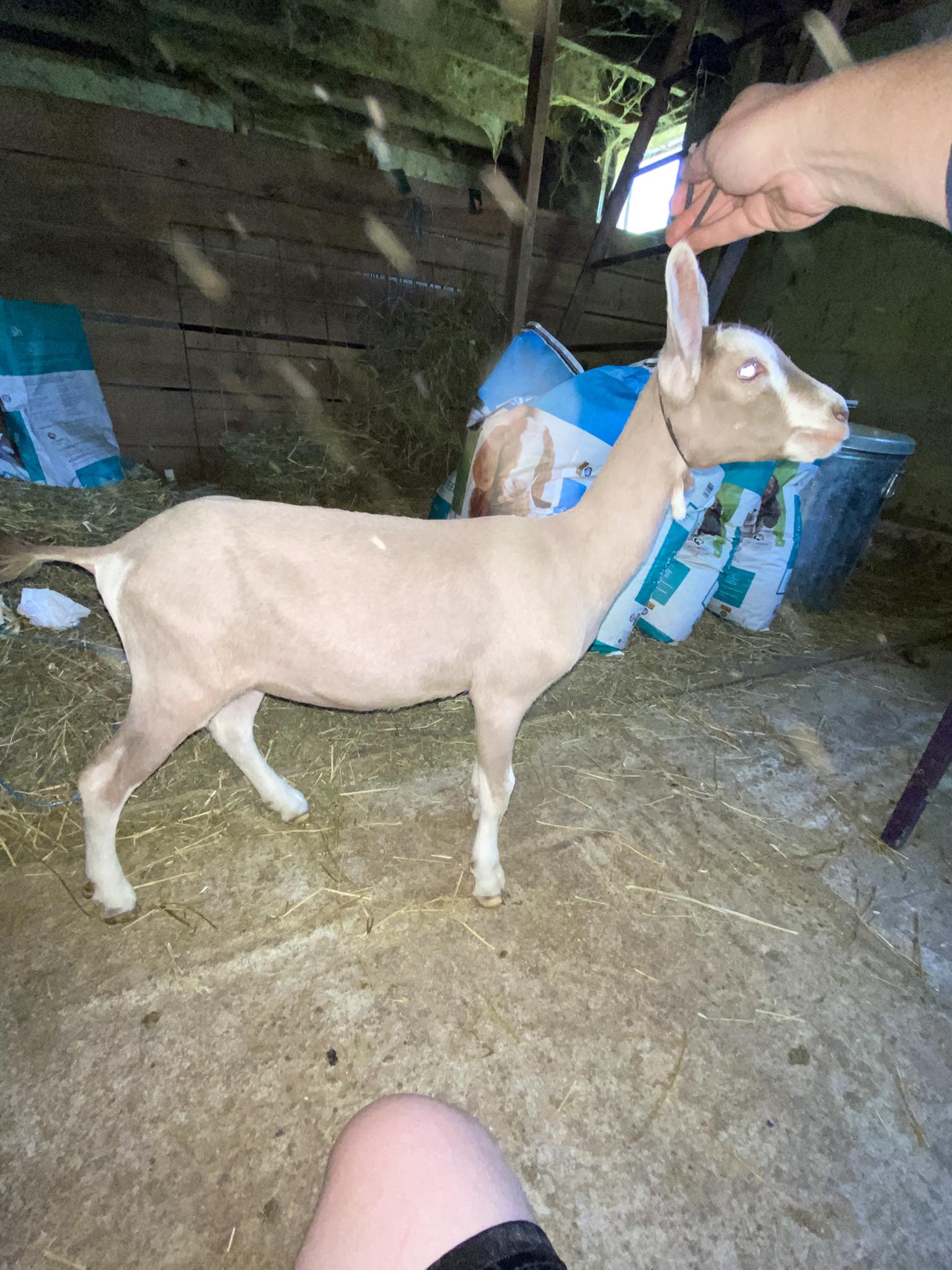Sublime Dairy Goats | Owings Mills MD
