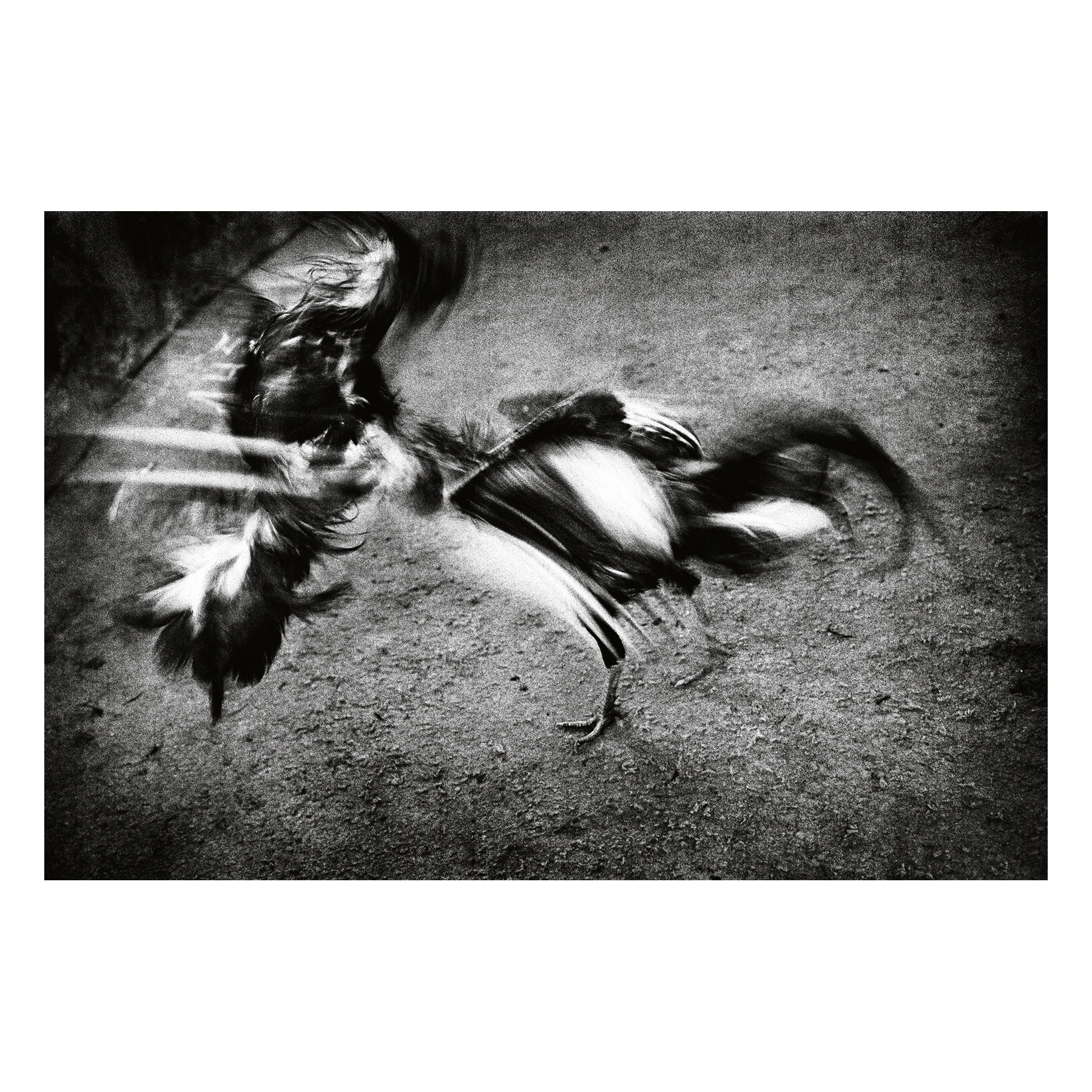 The Square Print Sale, in partnership with The Photographers