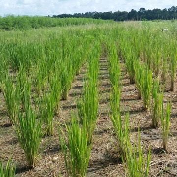 Anson Mills - Does rice grow dry land (aka Upland) like wheat? YES ...