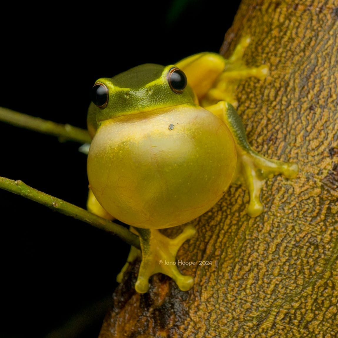 Queensland Frog Society Inc. | Brisbane QLD