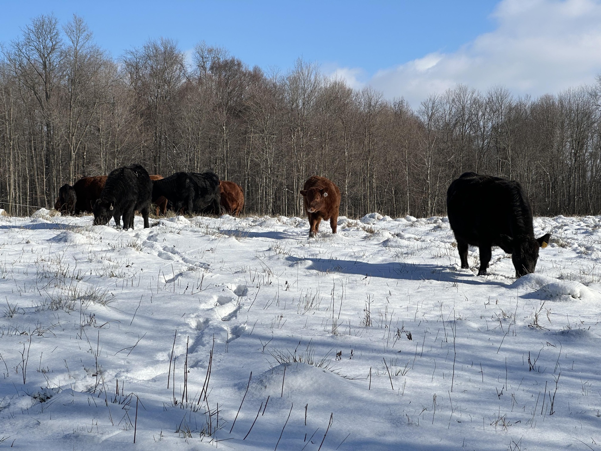 The Little Ranch | Mount Gilead OH