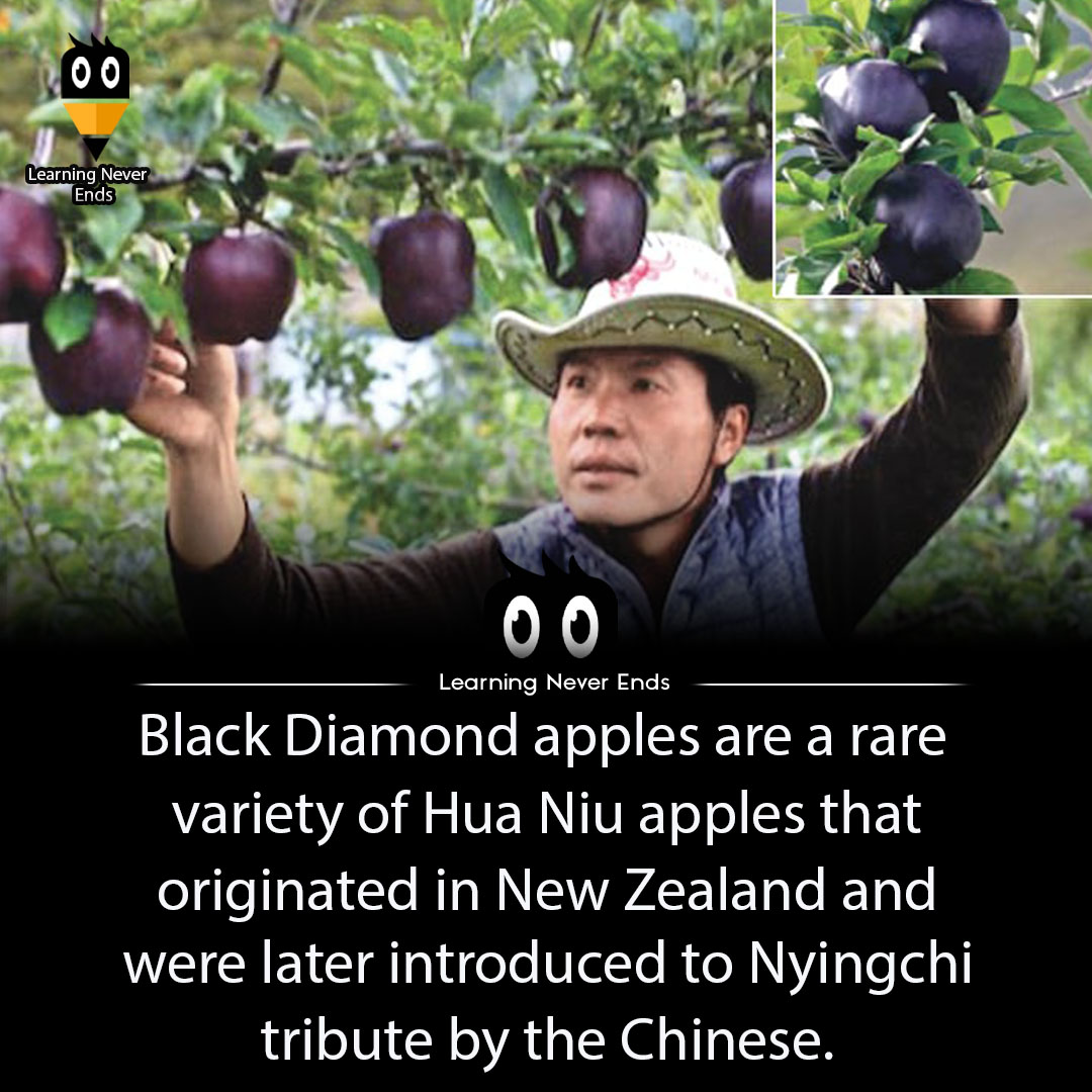 Learning - 🍎 Black Diamond apples — a rare and stunning variety of the ...