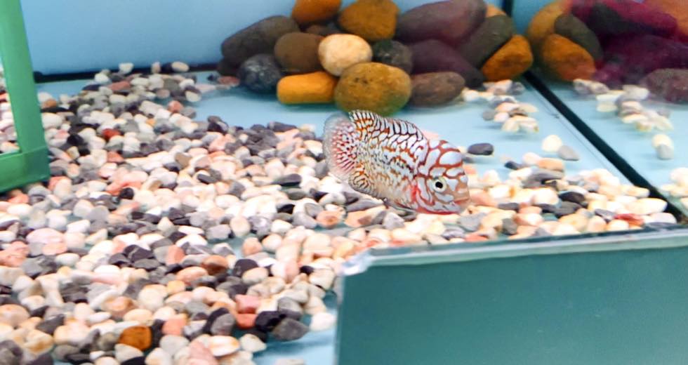 Cá La Hán Babyfish | Ho Chi Minh City