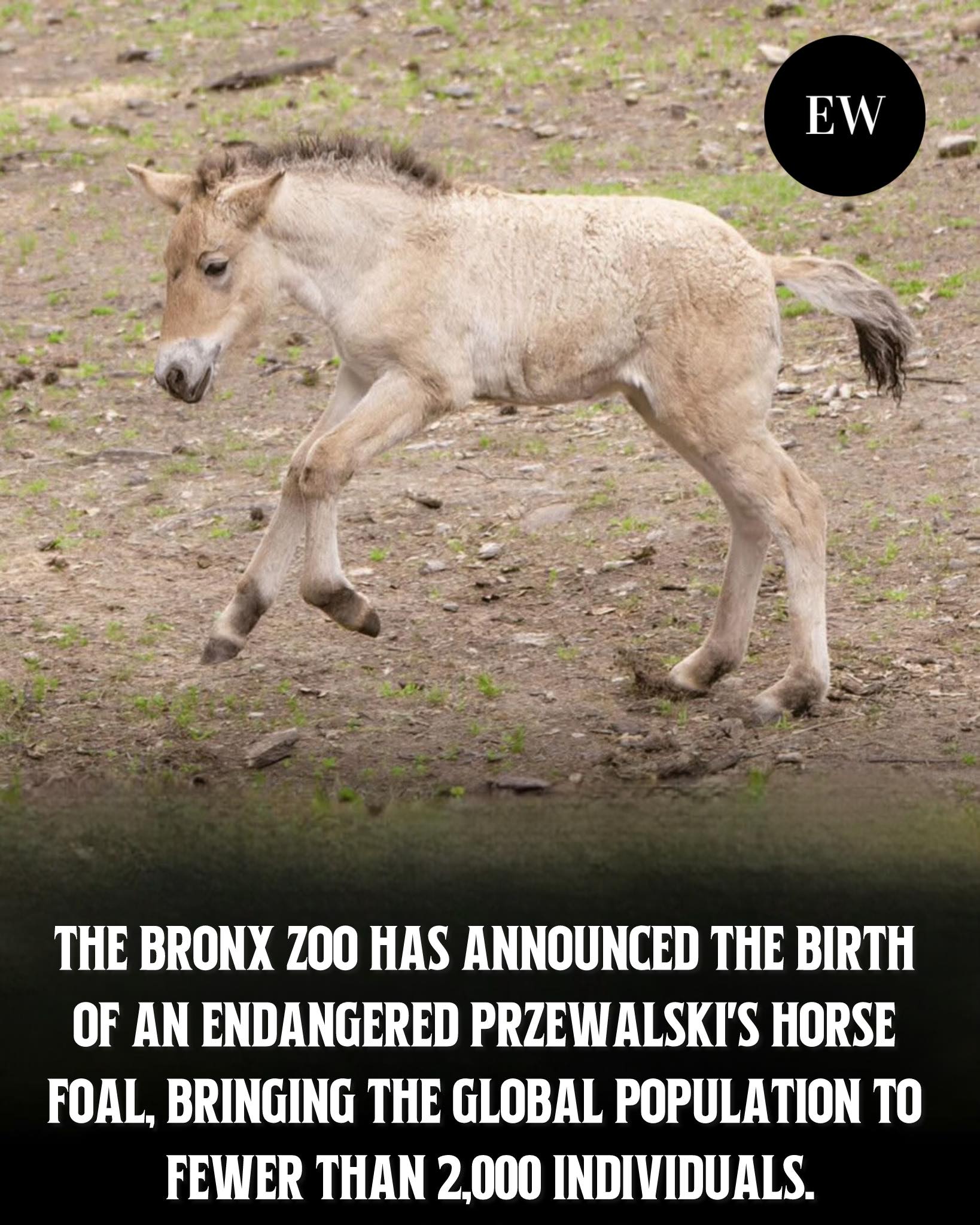 bronx wild bull l-carnitine review A guest favorite at The Wilds: The Przewalkski's Horse! The Przewalski's Wild Horse became extinct in the wild in the 1960s, but have been reintroduced back into the wild due to sale-12.12 FB Nutrition HydroFast:Pina Colada Peptide Therapy Flyer: CJC-1295