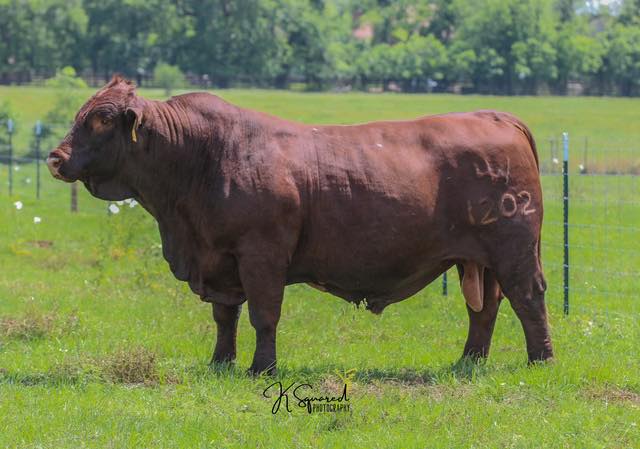 B Square Ranch | Timpson TX