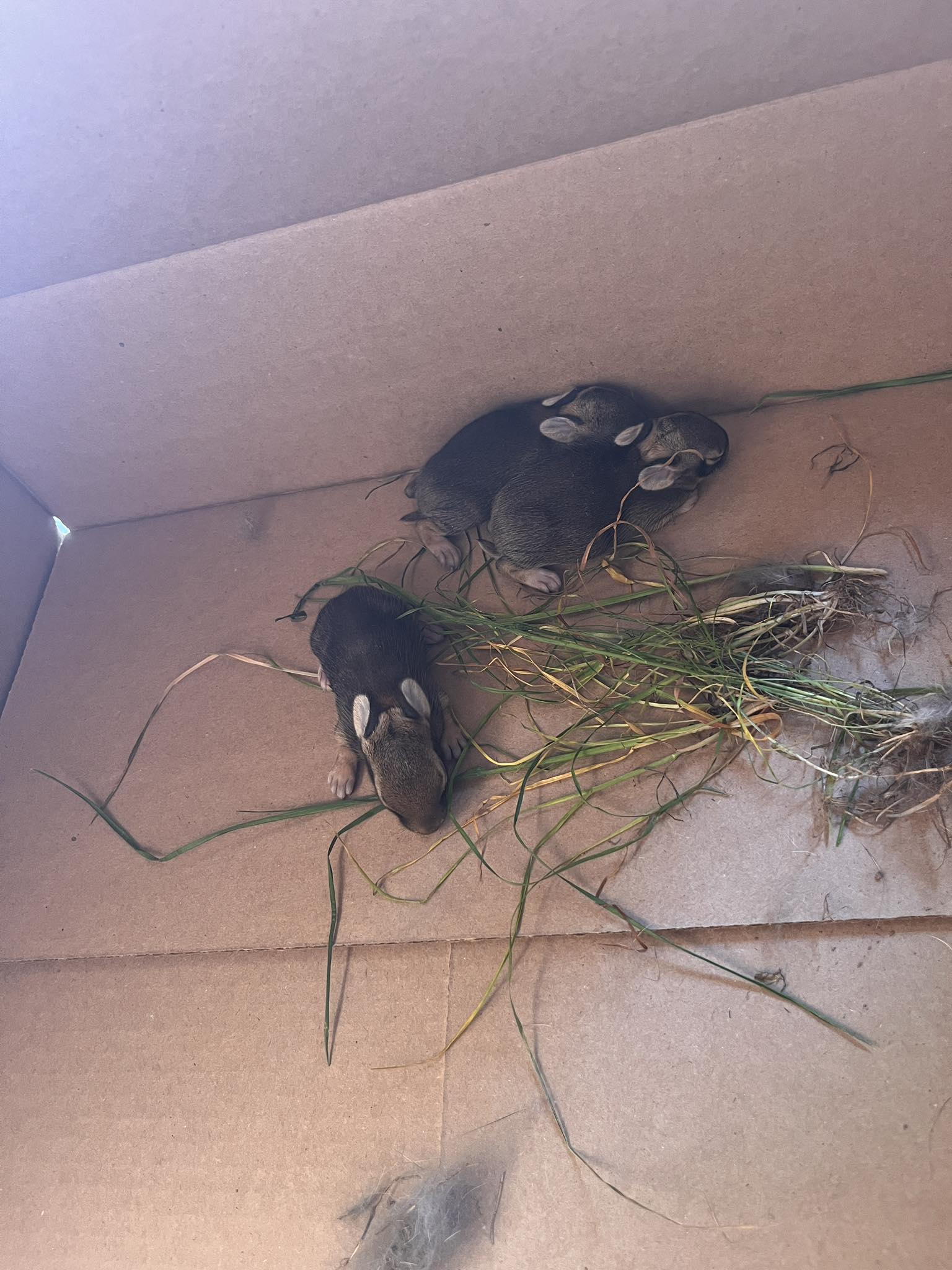 Virginia Wildlife | We found 3 baby rabbits in our backyard this ...