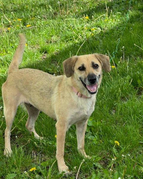 Rescued Rascals - 🚨 EMERGENCY FOSTER NEEDED 🚨 Nessie (aka... | Facebook