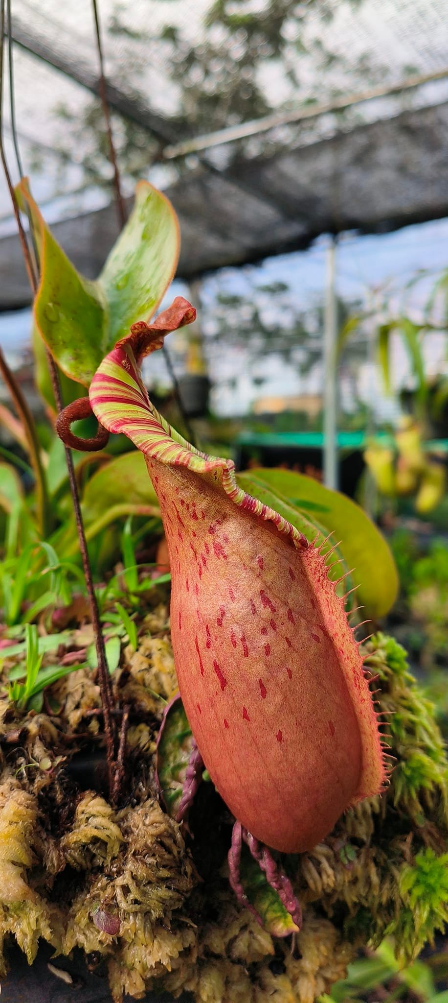 NeoFarm | Sadao