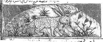 The Al-mi’raj is a strange rabbit... - Cryptozoology Facts | Facebook