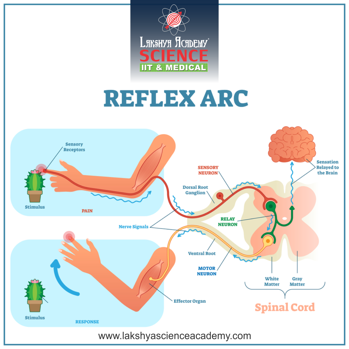 A Reflex Arc Is A Neural Pathway... - Lakshya Science Academy | Facebook