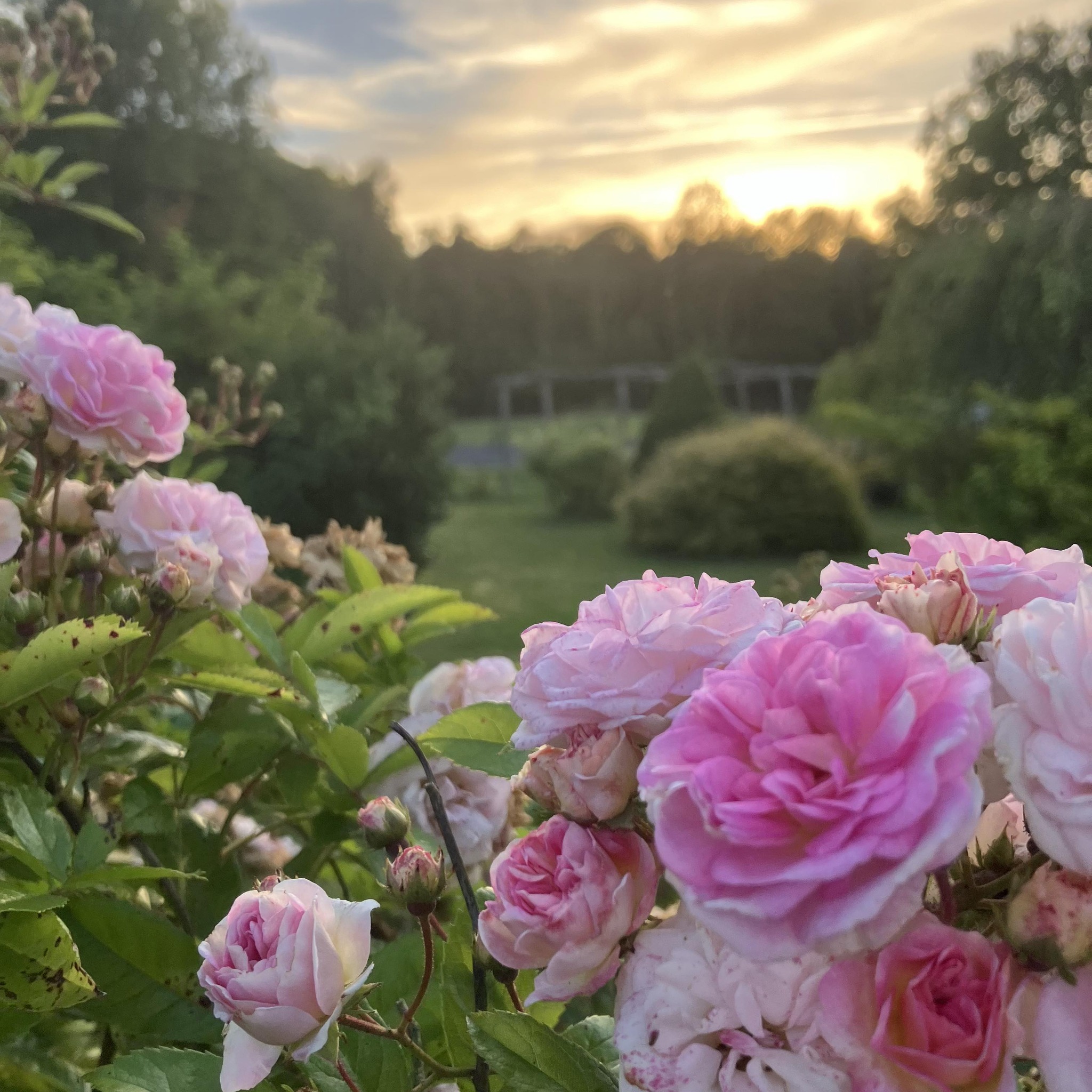 La... - La Ferme aux Roses/ Pépinière Roseraie Blanchais
