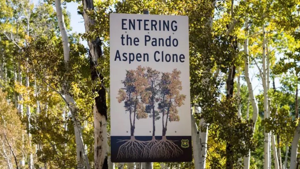 Maravilhas - Pando, a árvore de 40 hectares considerada um dos seres ...