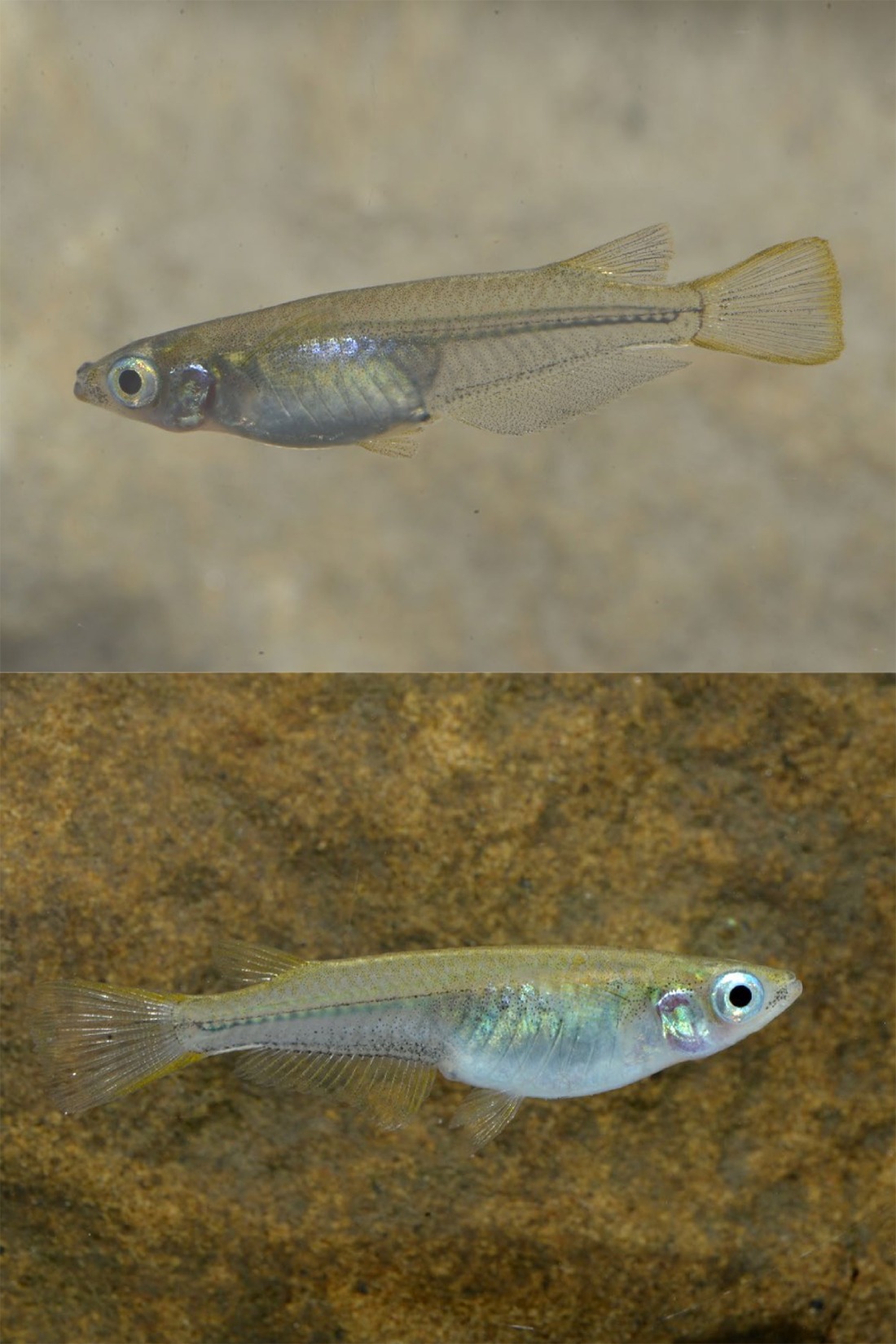 New species of brackish-water ricefish Oryzias chenglongensis
