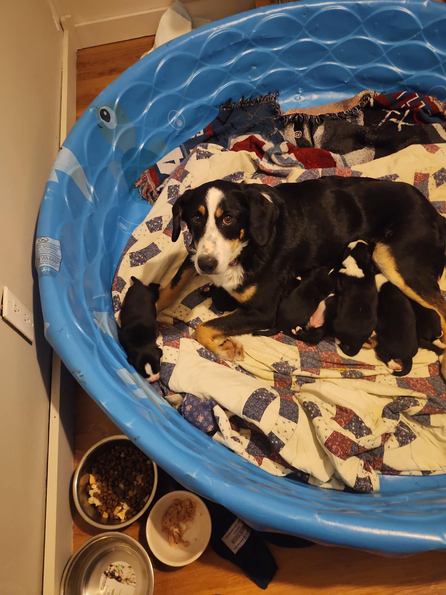 Rescue NL Update Mama Sammie continues to be unwell.... Facebook
