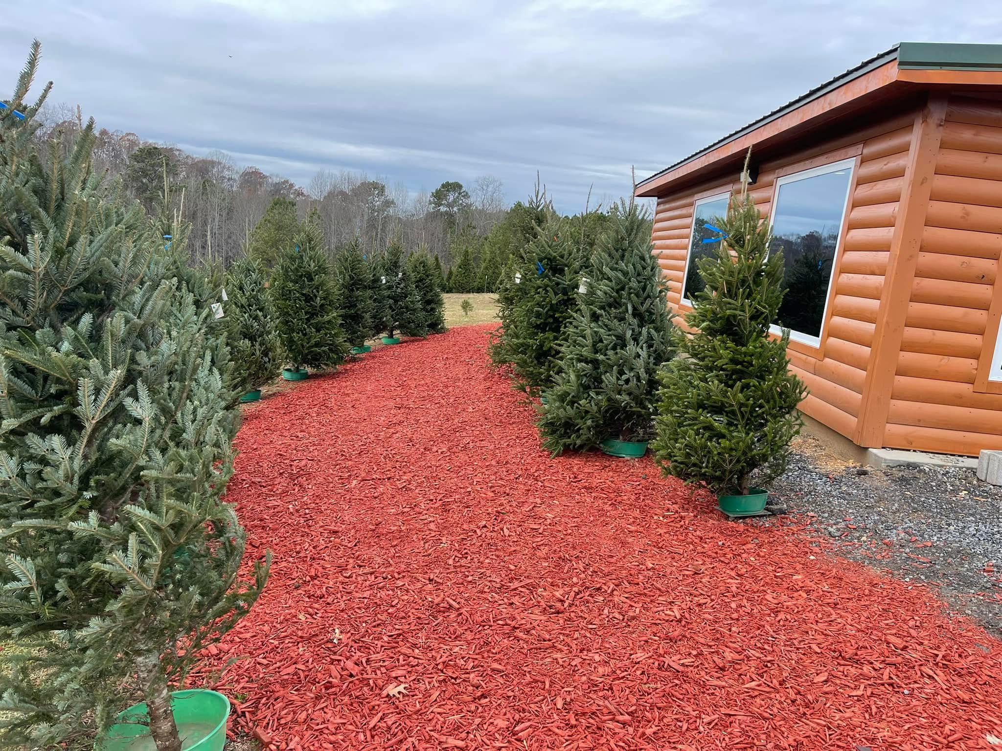Moss Family Christmas Tree Farm | Adairsville GA