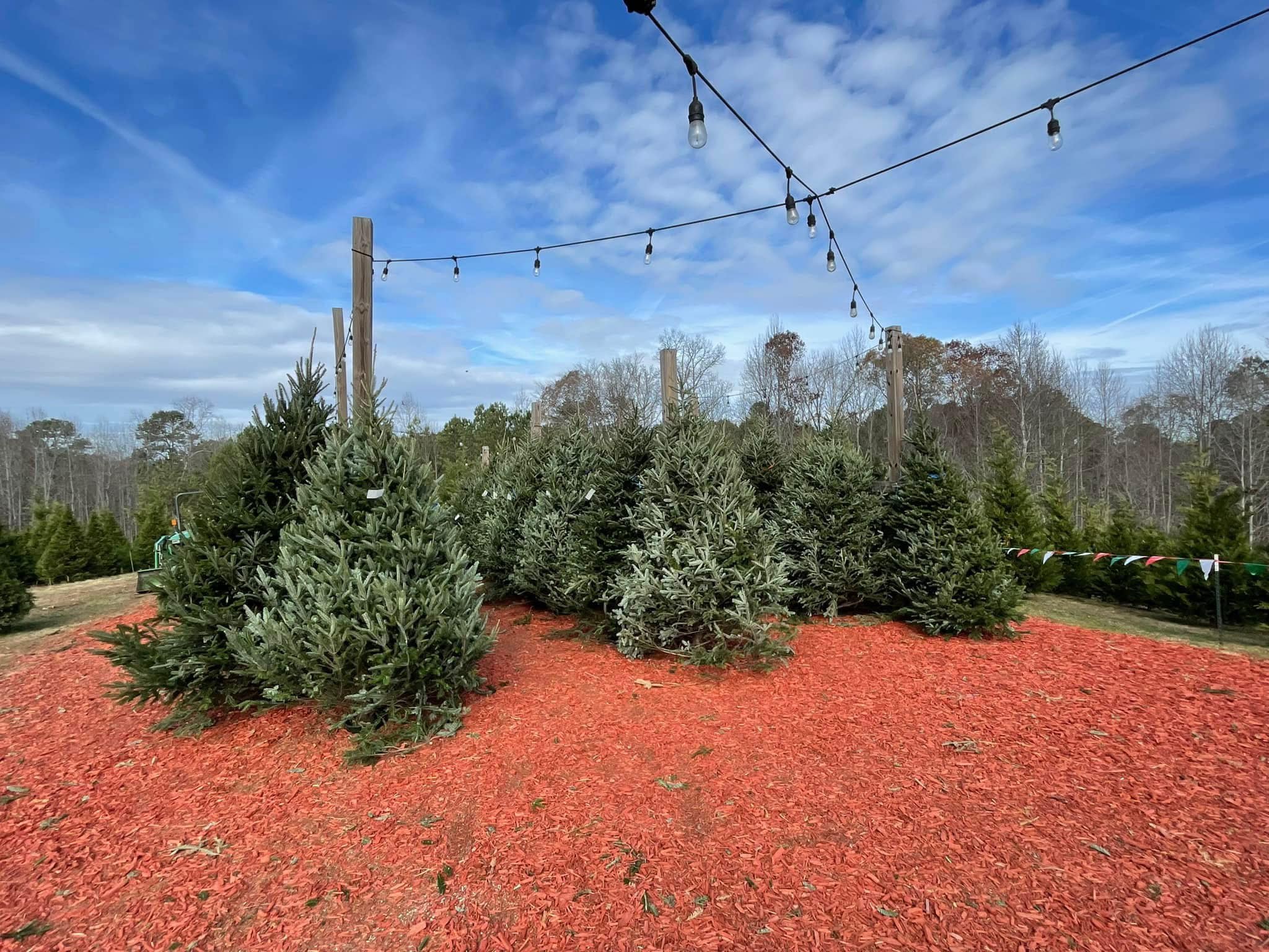 Moss Family Christmas Tree Farm | Adairsville GA