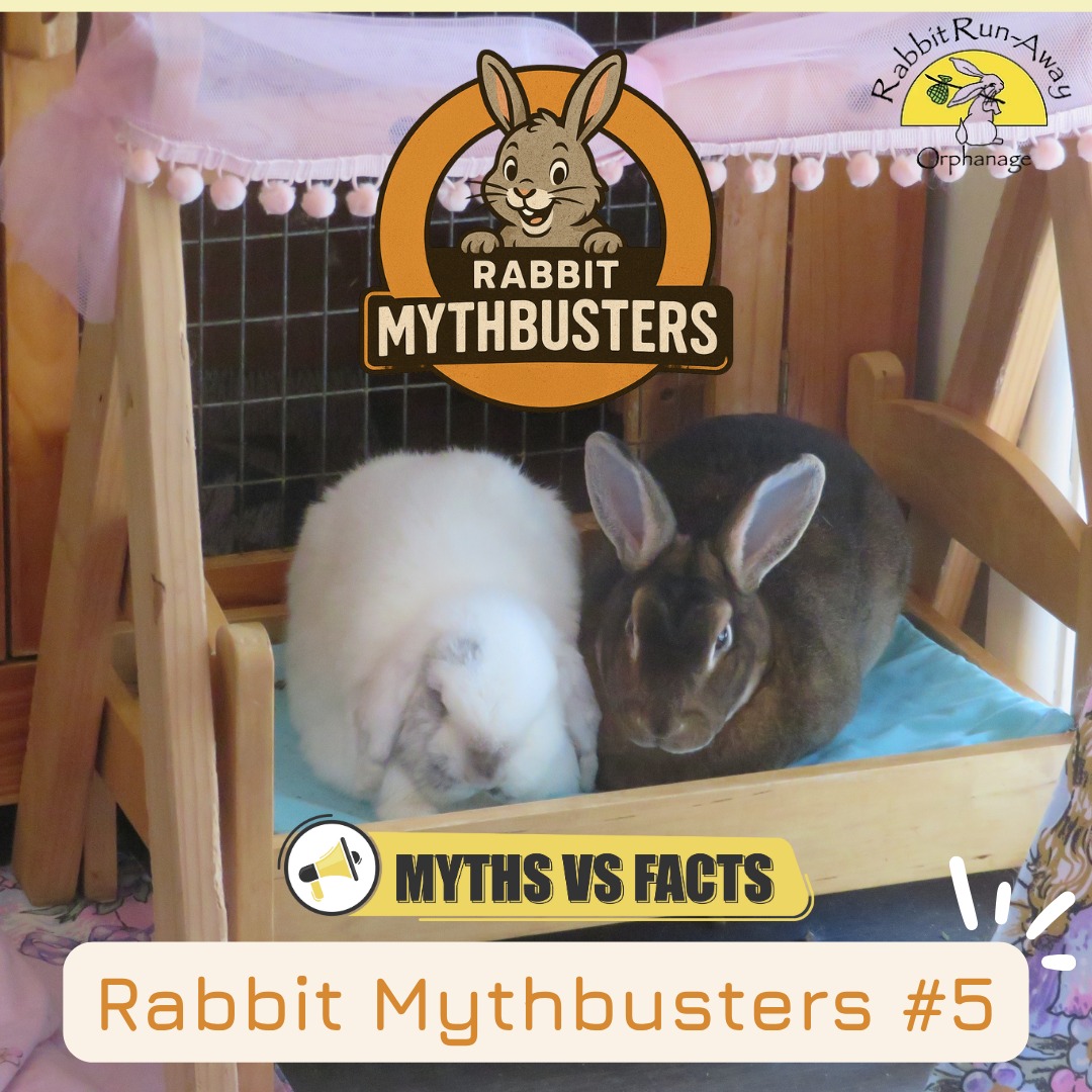 🐰 Rabbit Mythbusters Series... - Rabbit Run-Away Orphanage | Facebook