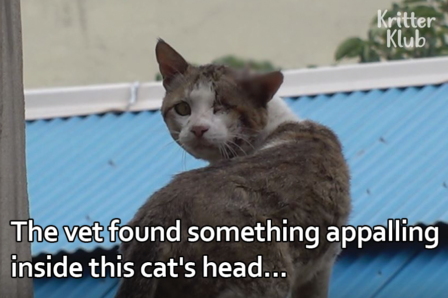 Kritter klub - The vet found something appalling inside...