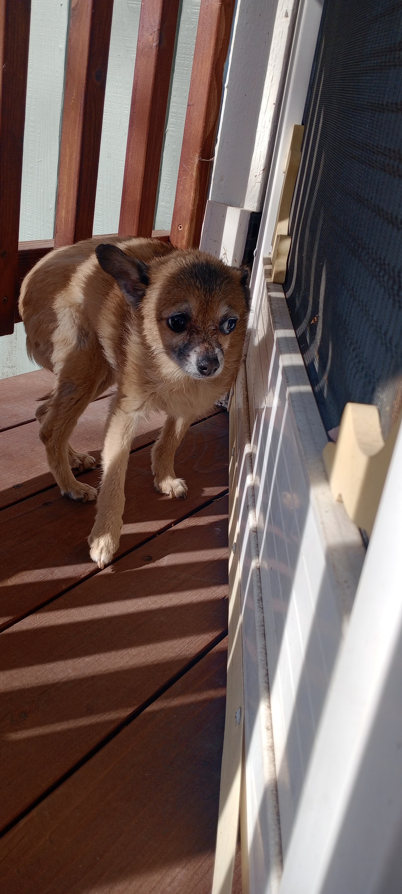 Klamath Falls lost and found pets. | This little girl just wandered