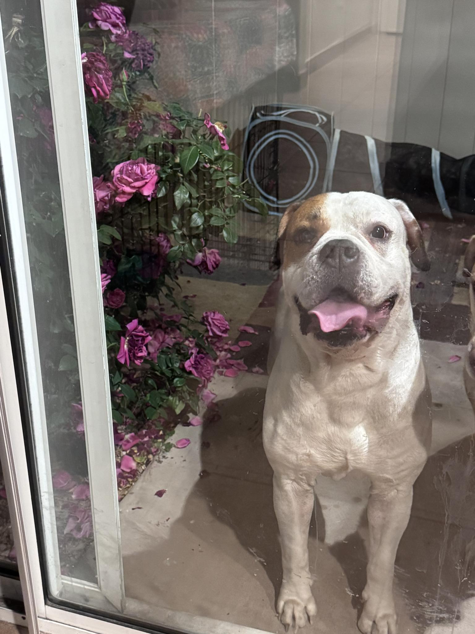 LOST and FOUND Dogs Of Las Vegas Valley | Found male dog NW Las Vegas